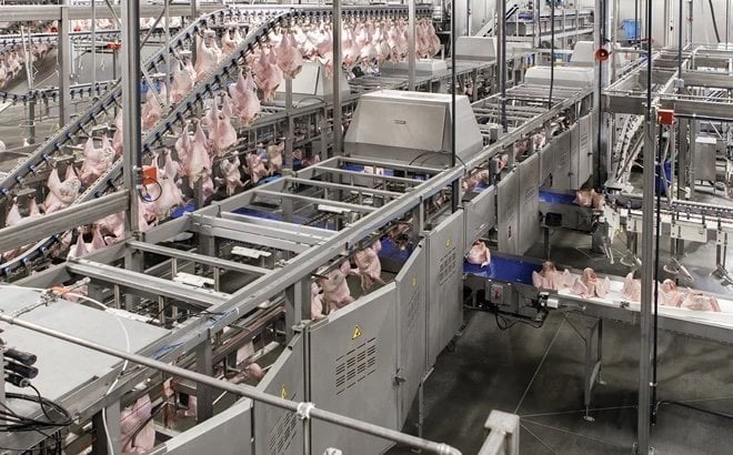 Six reasons to automate turkey processing